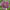 Морозник восточный Anemone Aubergine with White Edge