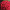 Хризантема мультифлора Paradiso red (Парадіз ред)