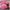 Гортензия крупнолистная Биг Дата Пинк, Big Data Pink