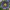Морозник восточный Anemone Slaty Blue
