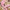 Гортензія широколиста Флорія Пінк, Floria Pink