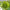 Морозник восточный Anemone Green 