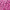 Хризантема мультифлора Merdian Dark Pink (67)