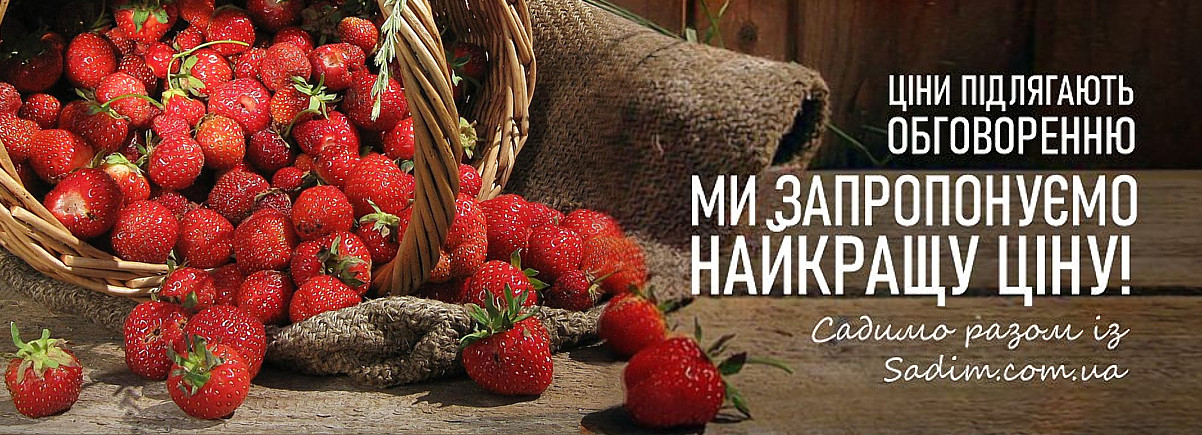 Рассада клубники