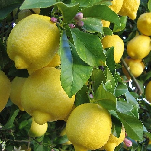 Саженцы лимона