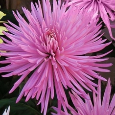 Хризантема крупноцветковая Анастасия розовая средняя