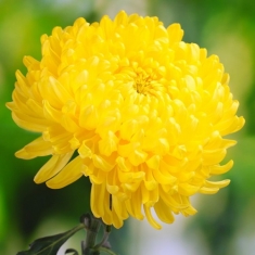  Хризантема крупноцветковая Балтика желтая ранняя  