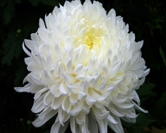 Хризантема крупноцветковая Милка Белая ранняя
