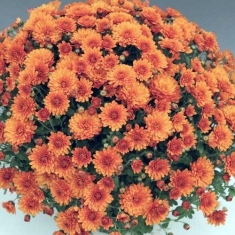 Хризантема мультифлора Бореаль оранжевый ранняя