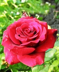 Роза чайно-гибридная Софи Лорен