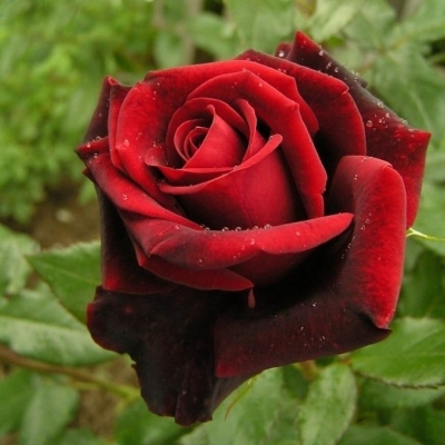 Роза чайно-гибридная Блек Меджик