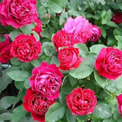 Роза парковая  Барон Гирод де Лайн 
