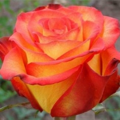 Роза чайно-гибридная Тризор
