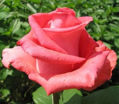 Роза чайно-гибридная Рафаэлло