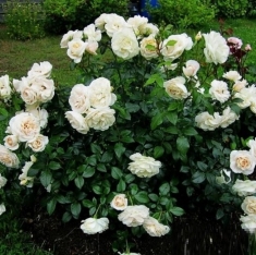 Роза флорибунда Лайонз роуз 
