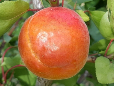 Гибрид абрикоса Полиплоид