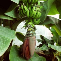 Банан карликовый Пигмей
