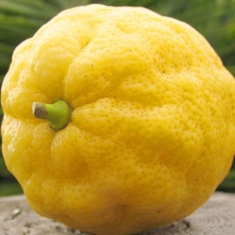 Лимон Найн Паундер (самый крупный лимон в мире)