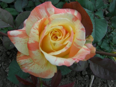Роза чайно-гибридная Марвелл 