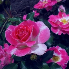 Роза миниатюрная Регенсберг