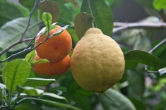 Дерево-сад Лимон+Мандарин
