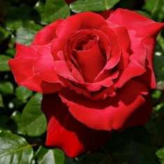 Роза чайно- гибридная Валентино