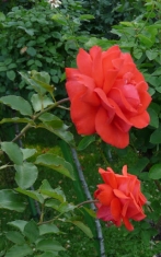 Роза чайно-гибридная Галия 
