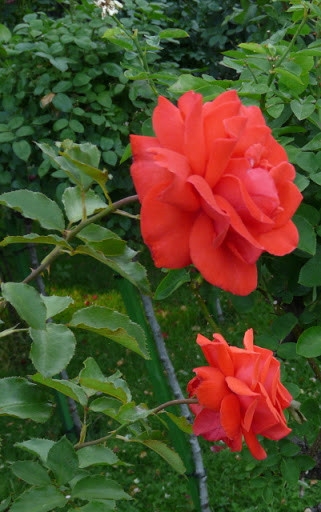 Роза чайно-гибридная Галия 