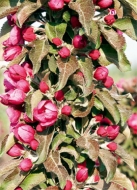 Яблоня колоновидная красномясая Кармелита
