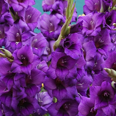 Гладиолус Пурпур Флора (луковица)