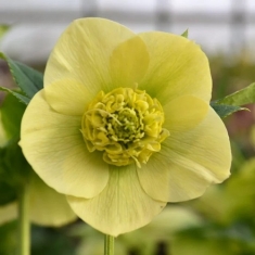 Морозник восточный Anemone Yellow
