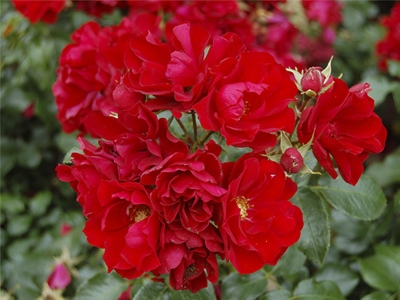 Роза шраб Центро роуз