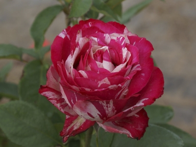 Роза чайно-гибридная Хаим сутин