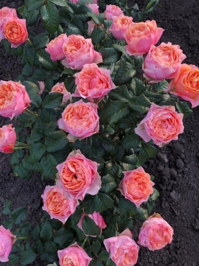 Роза пионовидная Вувузело
