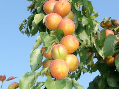Колоновидный гибрид абрикос-слива Априум