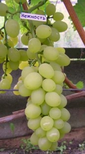 Виноград Нежность