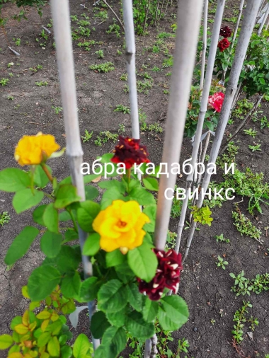Роза штамбовая Абракадабра и Свинкс