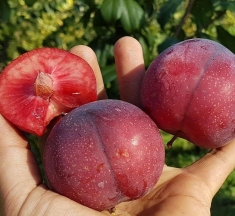 Гибрид персик-абрикос-слива Шарафуга, Нектакотум