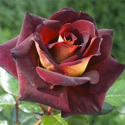 Роза чайно-гибридная Эдди Митчел 