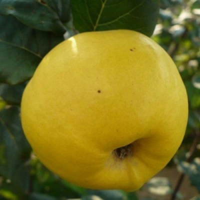 Айва яблоковидная Сочная
