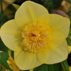 Anemone восточный Super Yellow Spotted