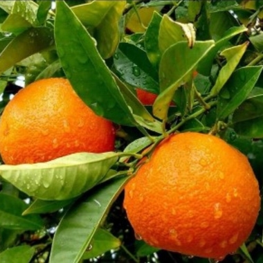 Апельсин Лайн Лате