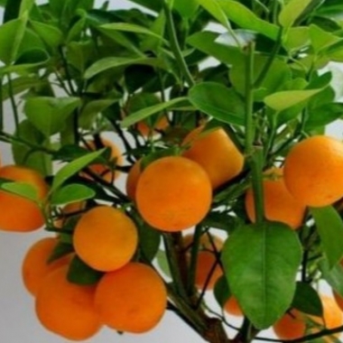 Апельсин Навелина Navelina