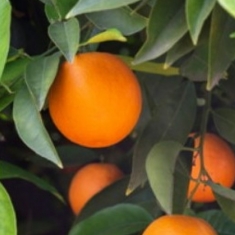 Апельсин Гамлин