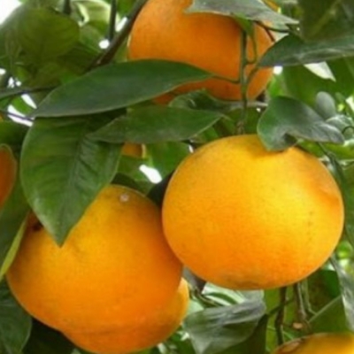 Апельсин Сахарный