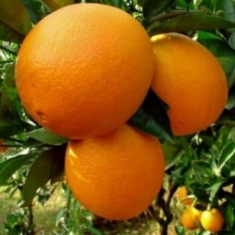 Апельсин Томсон Навел