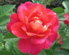 Роза плетистая Декор Арлекин