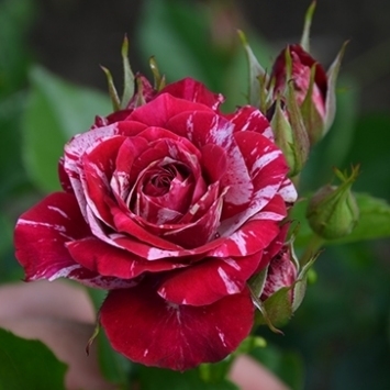 Роза миниатюрная Арроу Фолиес