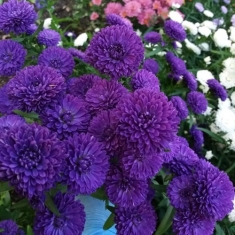 Астра новобельгийская Showmakers "Lavender"
