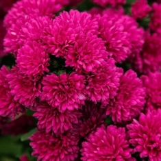 Астра новобельгийская SHOWMAKERS MAGENTA 